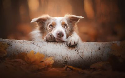 Border Collie, forest, autumn, sweet brown dog, pets