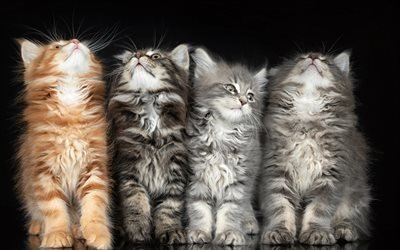 sevimli kedi yavrusu, Maine Coon, t&#252;yl&#252; yavru kedi, sevimli hayvanlar, hayvanlar, kedi