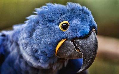 Hyacinth macaw, close-up, blue parrots, wildlife, blue macaw, Anodorhynchus hyacinthinus, parrots, macaw