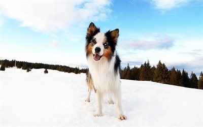 Border Collie, inverno, neve, montanhas, floresta, paisagem de montanha, animais de estima&#231;&#227;o, cachorros