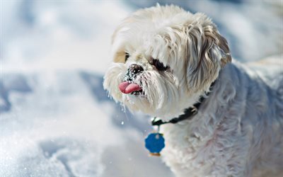 Shih tzu, invierno, mascotas, close-up, blanco, perro, animales divertidos, perros, Perro Shih tzu