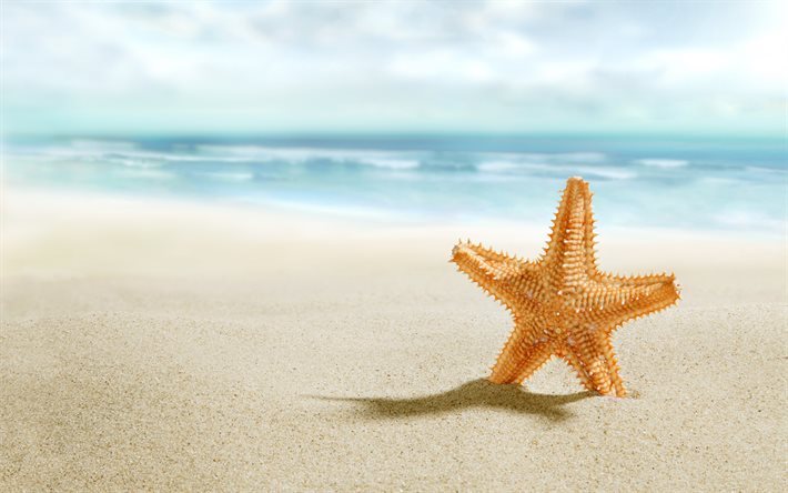 estrela do mar, praia, areia, mar, viagens