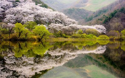 bosque, lago, Corea del Sur, cereza, monta&#241;a