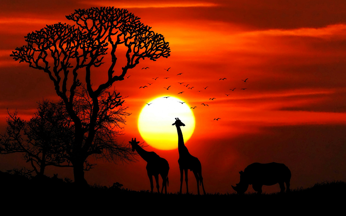 ダウンロード画像 アフリカ 野生動物 4k キリン サイ 夕日 オレンジ色の夕日 動物のシルエット フリー のピクチャを無料デスクトップの壁紙