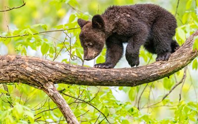 small bear cub, bear on a branch, Black bear, Baribal, predator