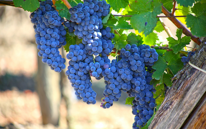 uva, raccolto, autunno, vigneto, grappolo d&#39;uva, frutta