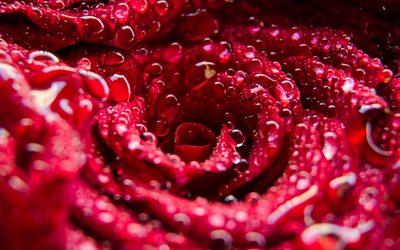 4k, red rose, dew, water drops, close-up, droplets, roses