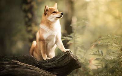 Akita Inu, bokeh, pets, dogs, forest, autumn, cute animals, Akita Inu Dog