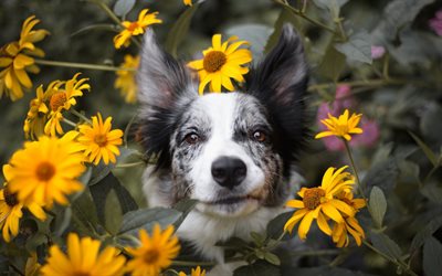 Aussie, white dog, spotty dog, cute animals, yellow flowers, dogs, Australian Shepherd