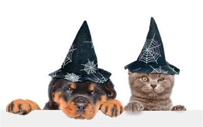 Rottweiler, British Shorthair, freinds, puppy and kitten, pets, Halloween, cute animals, friendship, cats, dogs, Rottweiler dog, British Shorthair Cat