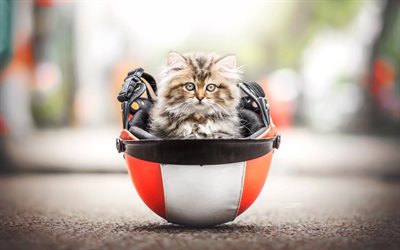 Persian Cats, kitten, helmet, fluffy cat, bokeh, cats, domestic cats, pets, Persian
