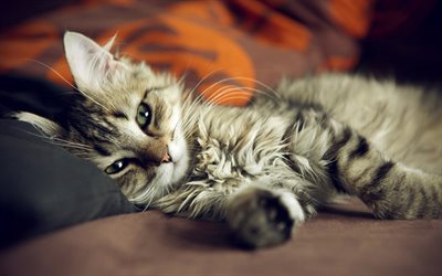 gray fluffy cat, tired cute cat, pets, cute animals, American Bobtail, cats