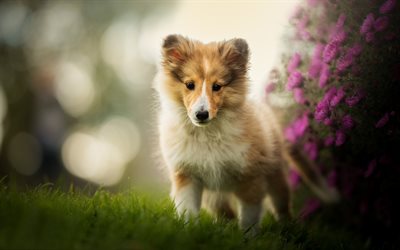 Shetland Sheepdog, cachorro, Sheltie, mascotas, bokeh, Shetland del Collie, close-up, flores, shetland sheepdog, perros, Shetland Sheepdog Perro