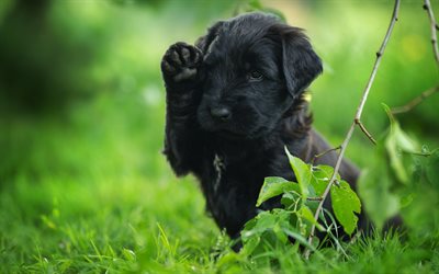 black puppy, labrador, black retriever, puppies, little cute dog, pets, dogs
