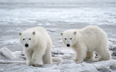 ours polaires, hiver, glace, p&#244;le Nord, petits, ours