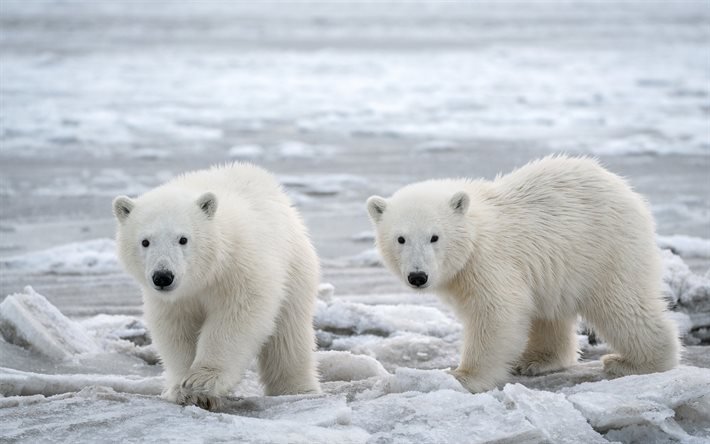 orsi polari, inverno, ghiaccio, Polo Nord, cuccioli, orsi
