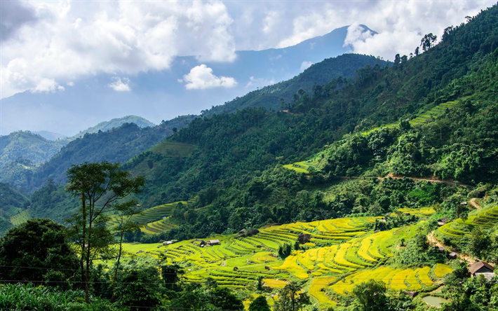 Hoang Su Phi, montanhas, campos de arroz, plantios, Vietname, floresta, terras altas