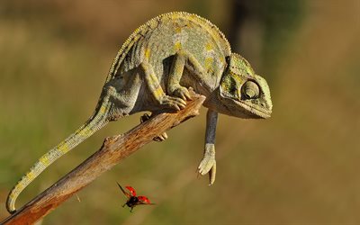 chameleon, branch, wildlife, reptile, Chamaeleonidae