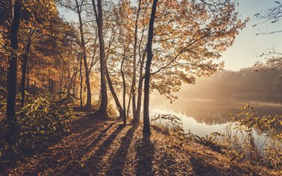autumn morning, river, fog, yellow trees, autumn landscape