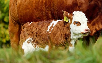 little calf, cute animals, farm, cow, brown calf