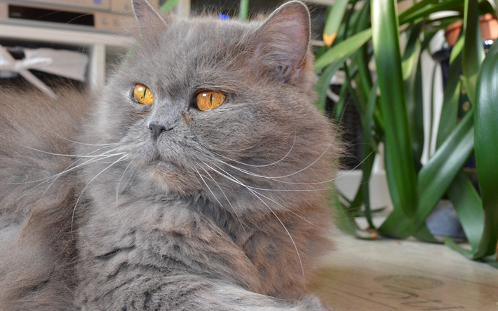 British Semi-longhair, 4k, fluffy cat, cute animals, cats, gray cat