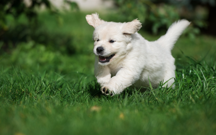 retriever, puppy, small dog, green grass, cute animals, white retriever