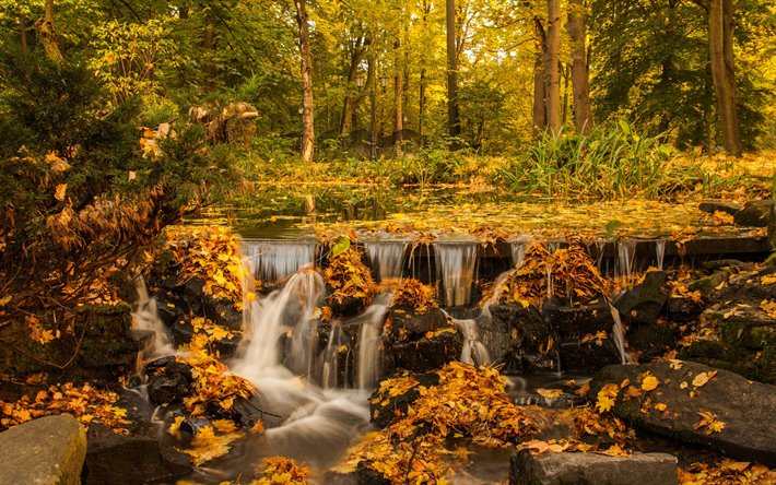 cascata, autunno, foglie gialle, giallo, alberi, foresta, paesaggio
