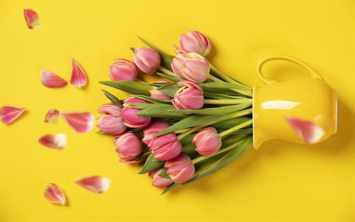 Vaaleanpunainen tulppaanit, keltainen tausta, vaaleanpunaiset kukat, tulppaanit, kukka tausta, kauniita kukkia, keltainen maljakko
