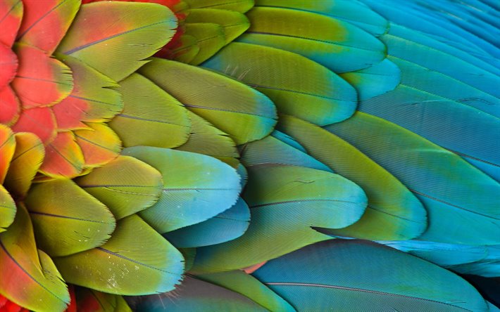 des plumes de perroquets texture, 4k, des plumes, de milieux, d&#39;arri&#232;re-plan avec des plumes, des plumes de perroquets, de la macro, des plumes de textures, de couleurs des plumes de fond, des plumes mod&#232;les