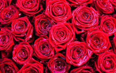 bukett r&#246;da rosor, vackra blommor, close-up, bukett rosor, bokeh, r&#246;da blommor, makro, rosor, knoppar, r&#246;da rosor