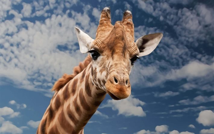 giraffa, cielo, nuvole, Africa, wildlife