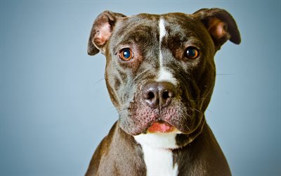 pit bull terrier, fighting dog, portrait, 4k, American Staffordshire Terrier, dogs