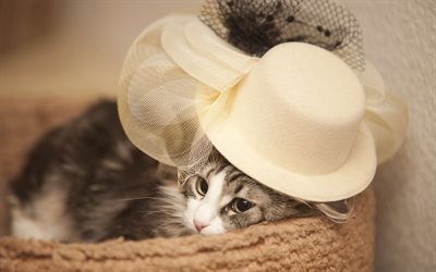 gray kitten, basket, cat, hat, cute animals pets