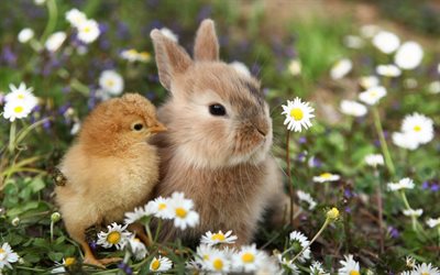 cute animals, rabbit, little chick, friendship concepts, green grass