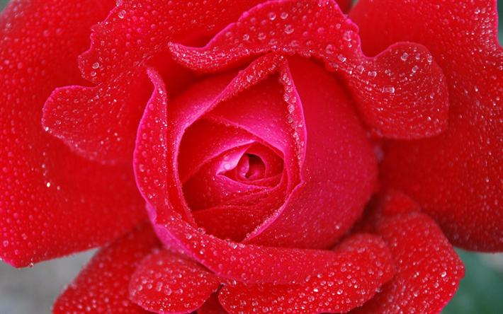 rote rose, bokeh, tau, close-up, rosen