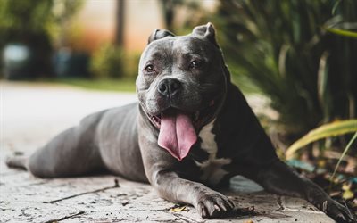 Pit Bull, dogs, pets, gray pitbull, Canis lupus familiaris, Pit Bull Terrier