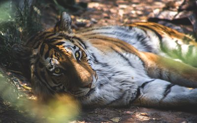 tiger, predator, wildlife, tropical forest