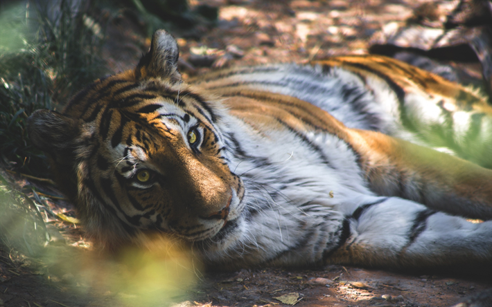 le tigre, le pr&#233;dateur, faune sauvage, for&#234;t tropicale