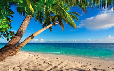 Seychelles, playa, palmeras, mar, islas tropicales, viajar