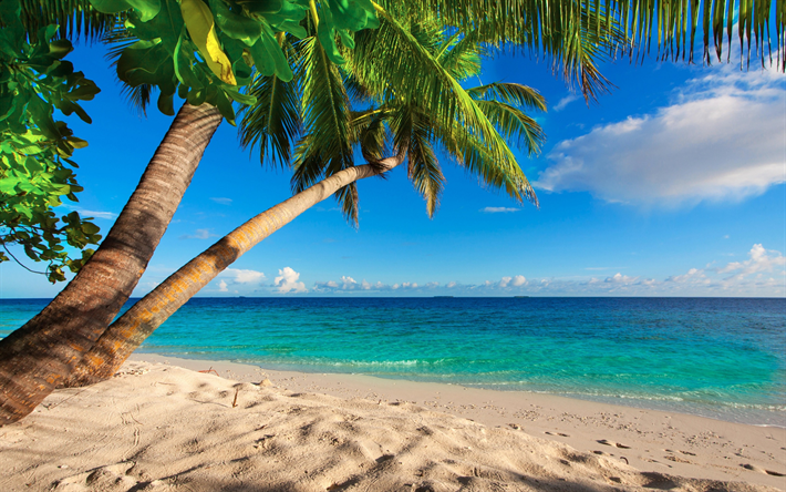 Seyşel Adaları, plaj, palmiye ağa&#231;ları, deniz, tropik adalar, Seyahat