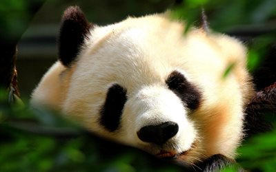 panda, muzzle, bears, funny animals, pandas, cute panda, cute animals