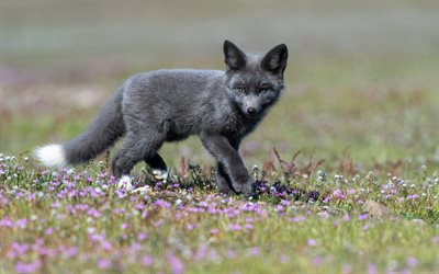 black fox, little fox, wildlife, forest, wild animals