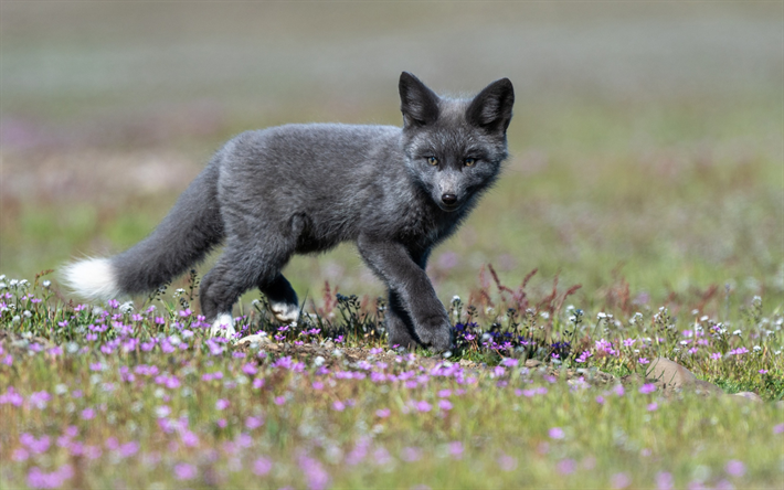 black fox, fox poco, la vida silvestre, los bosques, los animales salvajes