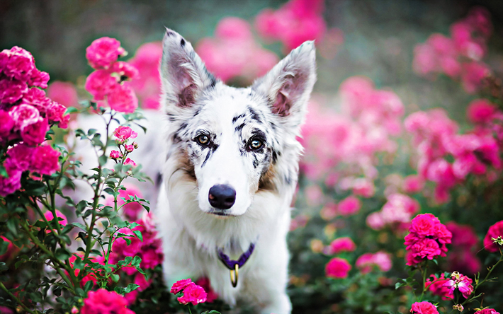 Aussie dans les fleurs, HDR, close-up, Australian Shepherd, bokeh, pets, Aussie, dogs, cute animals, Australian Shepherd Dog, Dog Aussie
