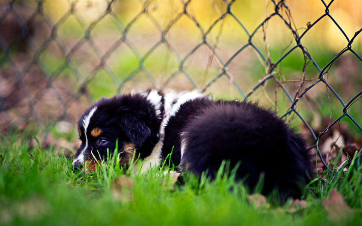 Berner Sennenhund子犬, 近, ペット, 小sennenhund, 芝生, 山犬, 犬, Bernese山犬, ボケ, かわいい動物たち, Bernese山犬の犬