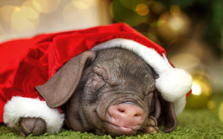 schwein, santa claus, neues jahr 2019, lustige tiere, kleine schweinchen, santa claus hut, schlafen, ferkel, 2019 jahr des schweins konzepte