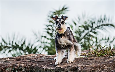 Miniature Schnauzer, bokeh, lawn, cute animals, Schnauzer on a walk, pets, gray dog, Miniature Schnauzer Dog