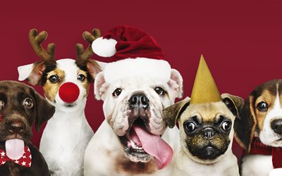 funny dogs, Christmas, New Year, bulldogs, french bulldog, english bulldog, pug, dogs