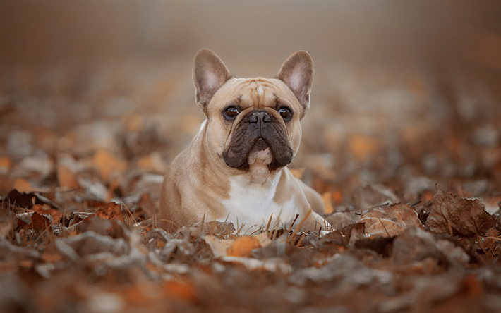 french bulldog, little brown puppy, cute animals, dogs, pets