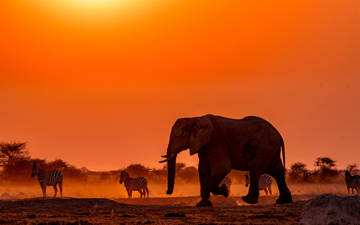 &#233;l&#233;phants, z&#232;bres, soir&#233;e, coucher de soleil, animaux sauvages, faune, Botswana, Afrique